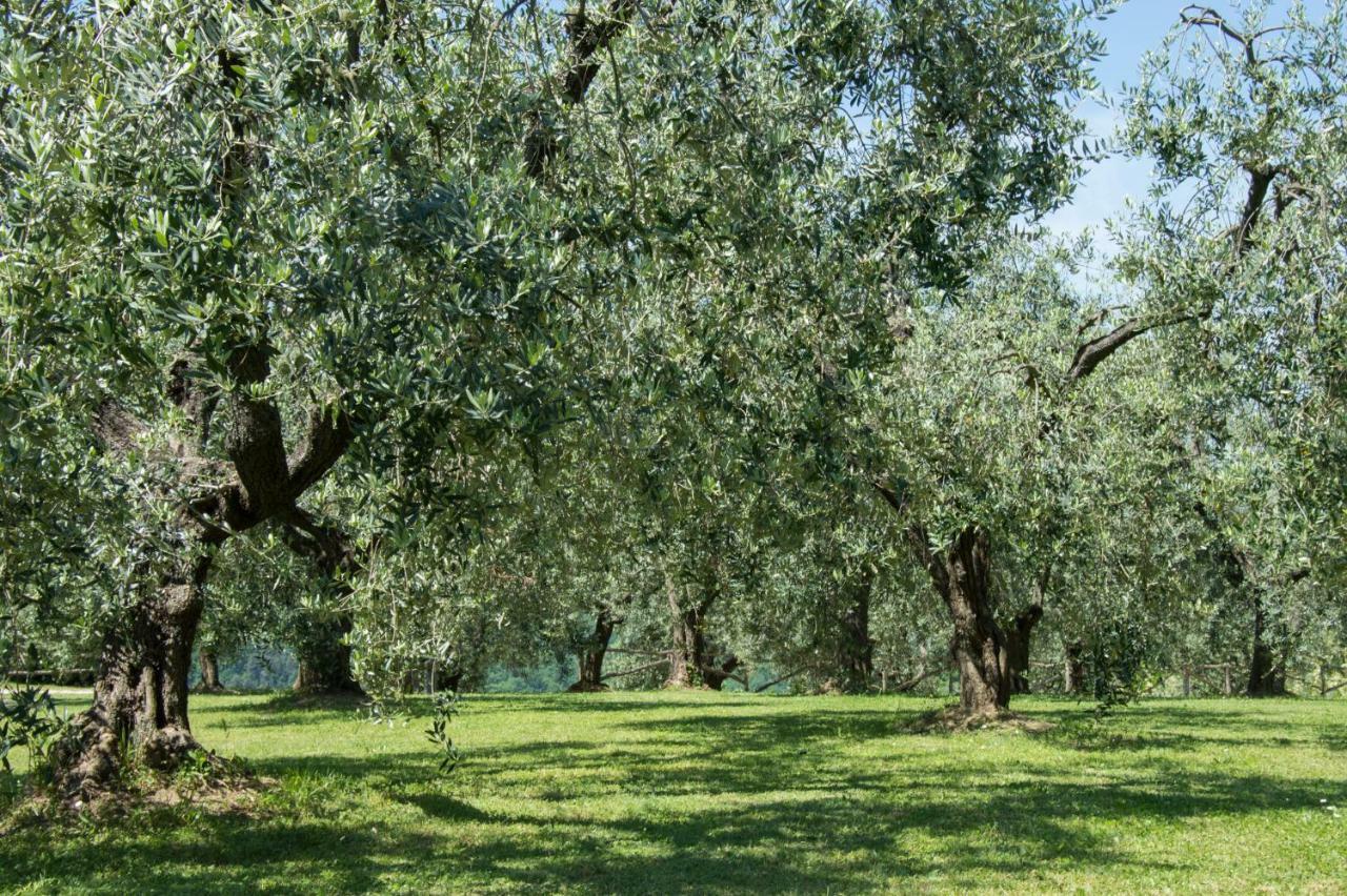 Agriturismo Podere La Casa Palaia Εξωτερικό φωτογραφία